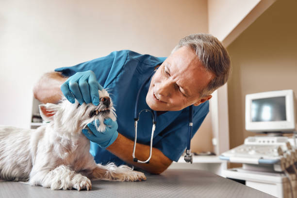 Best Chipped Tooth Repair Near Me  in Barbourmeade, KY